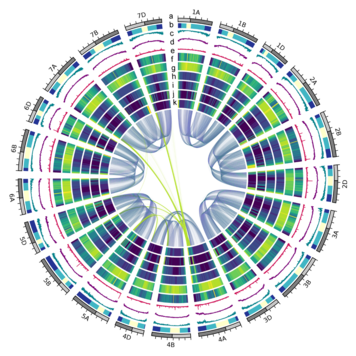 Genome structure and organisation of the bread wheat genome