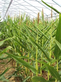 Maize; Photo: Chair of Plant Breeding, TUM