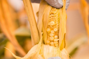 Grain set after heat stress; Photo: Tom Freudenberg/pict-images