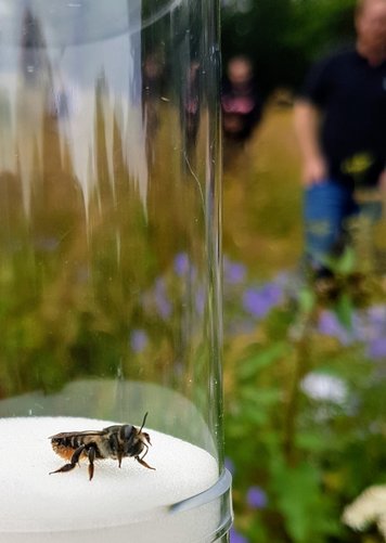 Megachilid bee; Photo: Sara Leonhardt