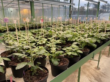 Potato plants in a greenhouse