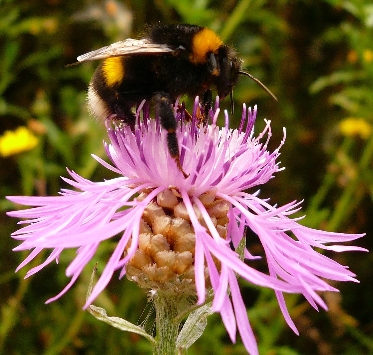 Project 5 Pollinator Diversity BAYKLIMAFIT 2