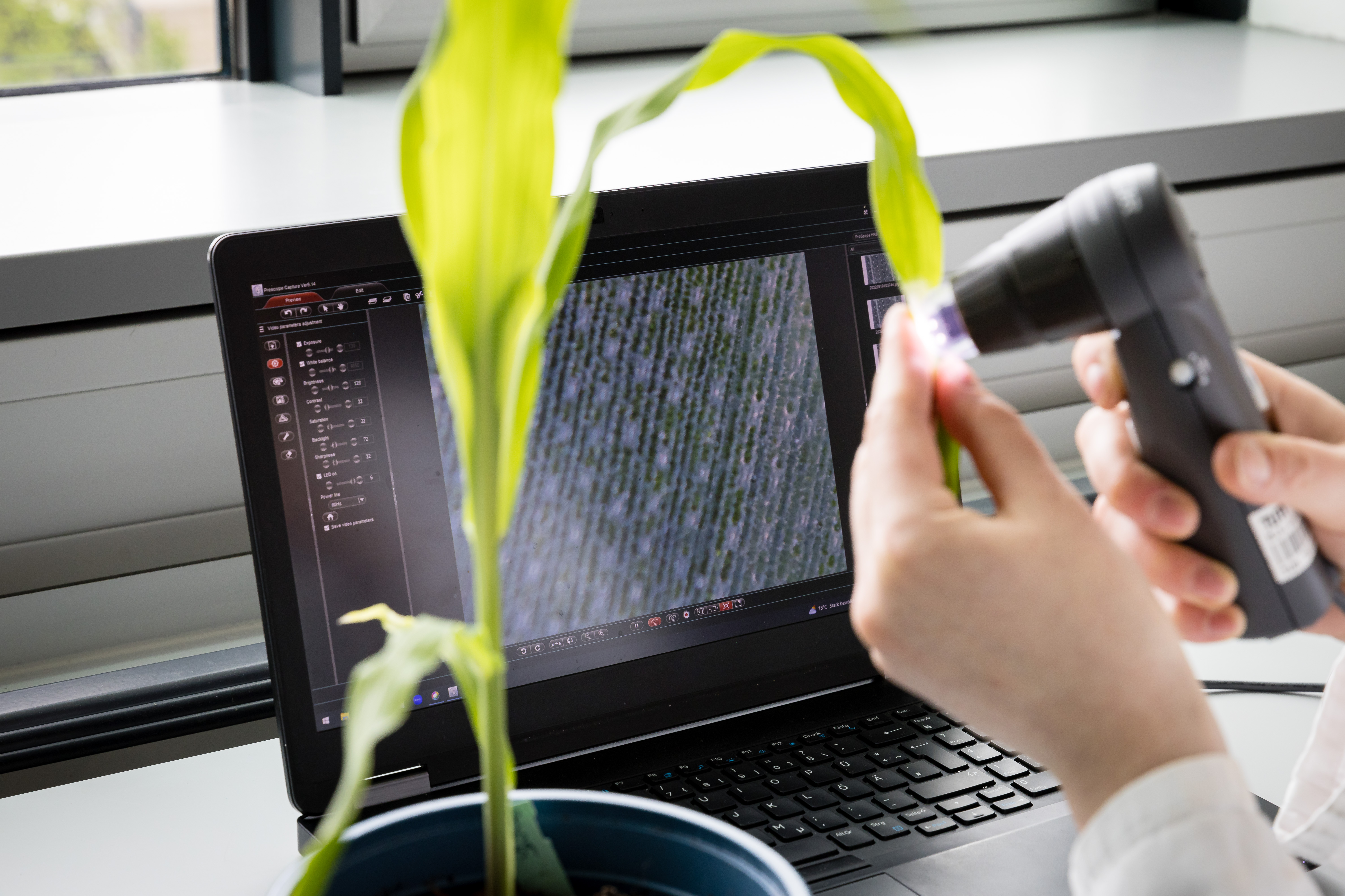 Mikroskopie der Spaltöffnungen von Pflanzen; Foto: Tom Freudenberg/pict-images