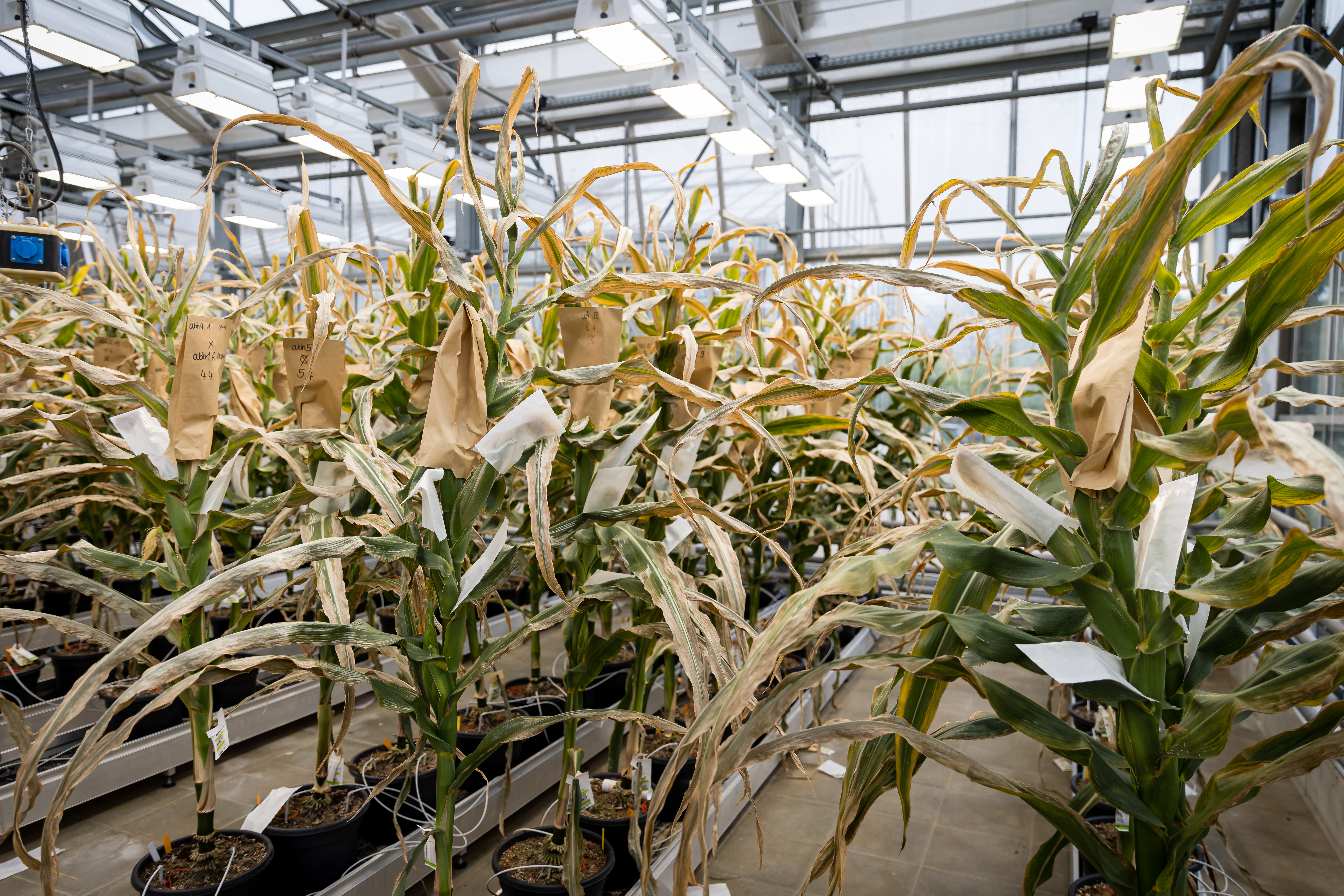 Maispflanzen im Gewächshaus; Foto: Tom Freudenberg/pict-images