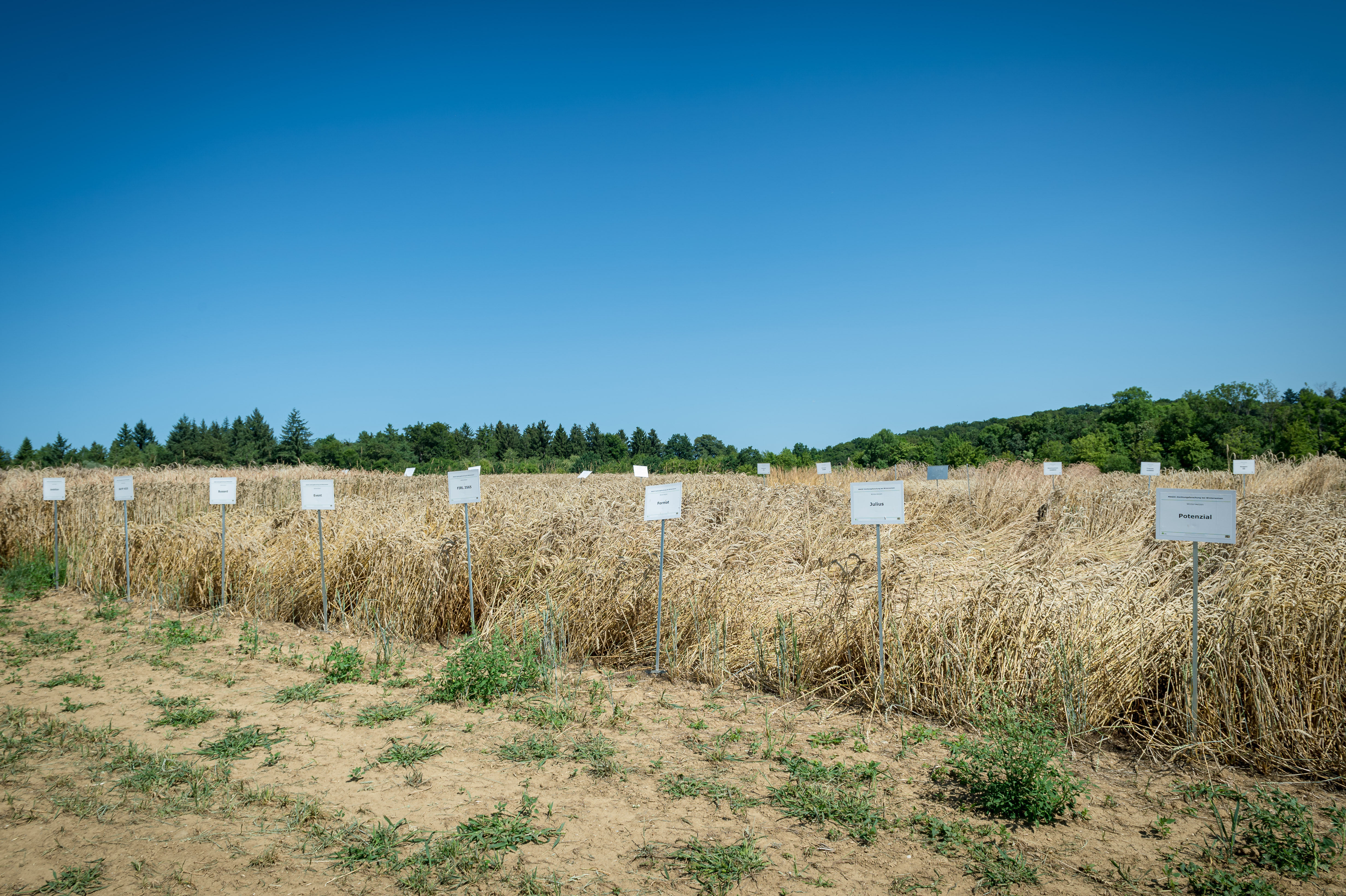 Wheat - trial plots; Photo: Tom Freudenberg/pict-images, Alice Vogel