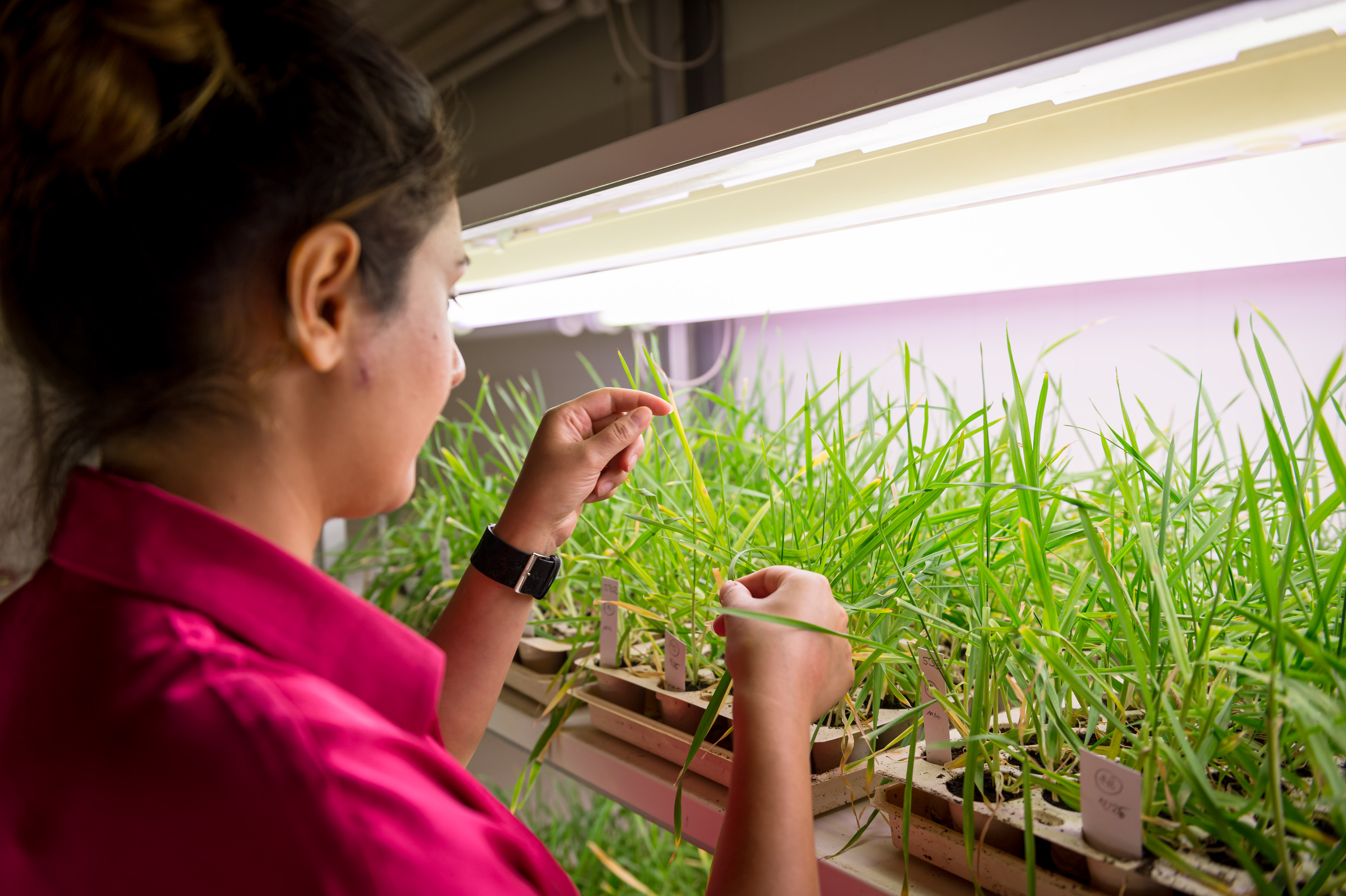 Wheat plants in a climate chamber; Photo: Tom Freudenberg/pict-images, Alice Vogel