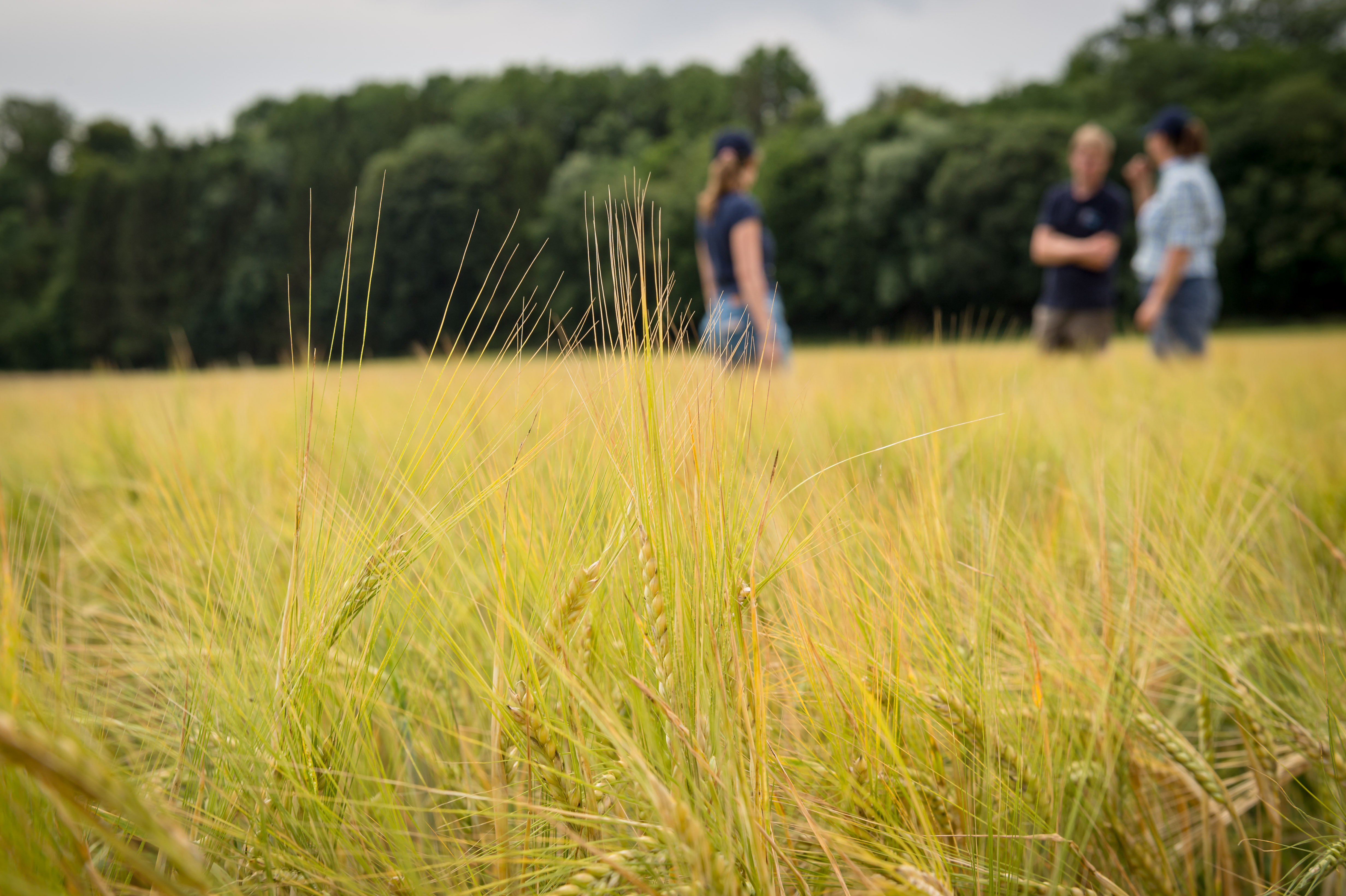 Barley on the field; Photo: Tom Freudenberg/pict-images, Alice Vogel