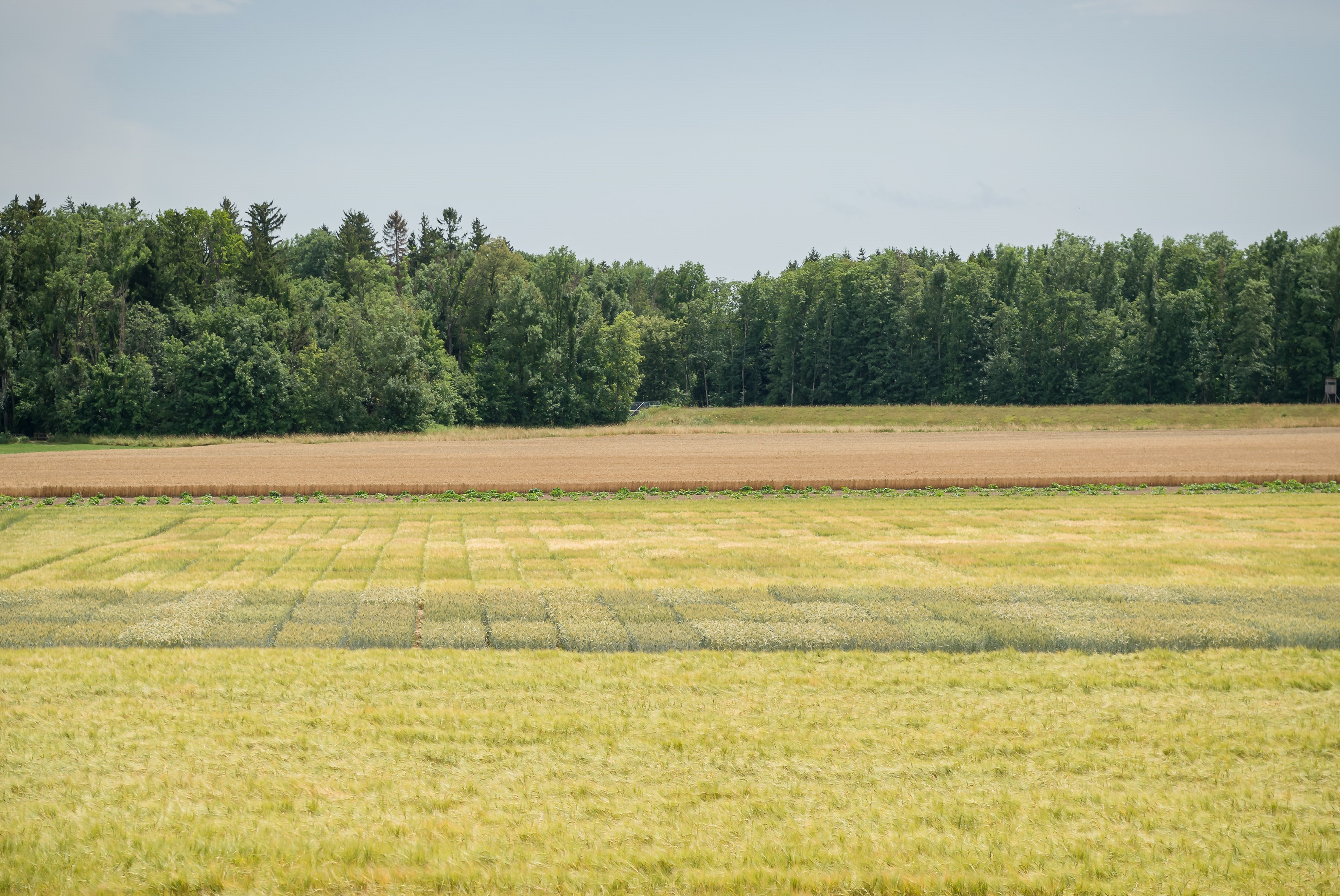 Barley - trial plots; Photo: Tom Freudenberg/pict-images, Alice Vogel