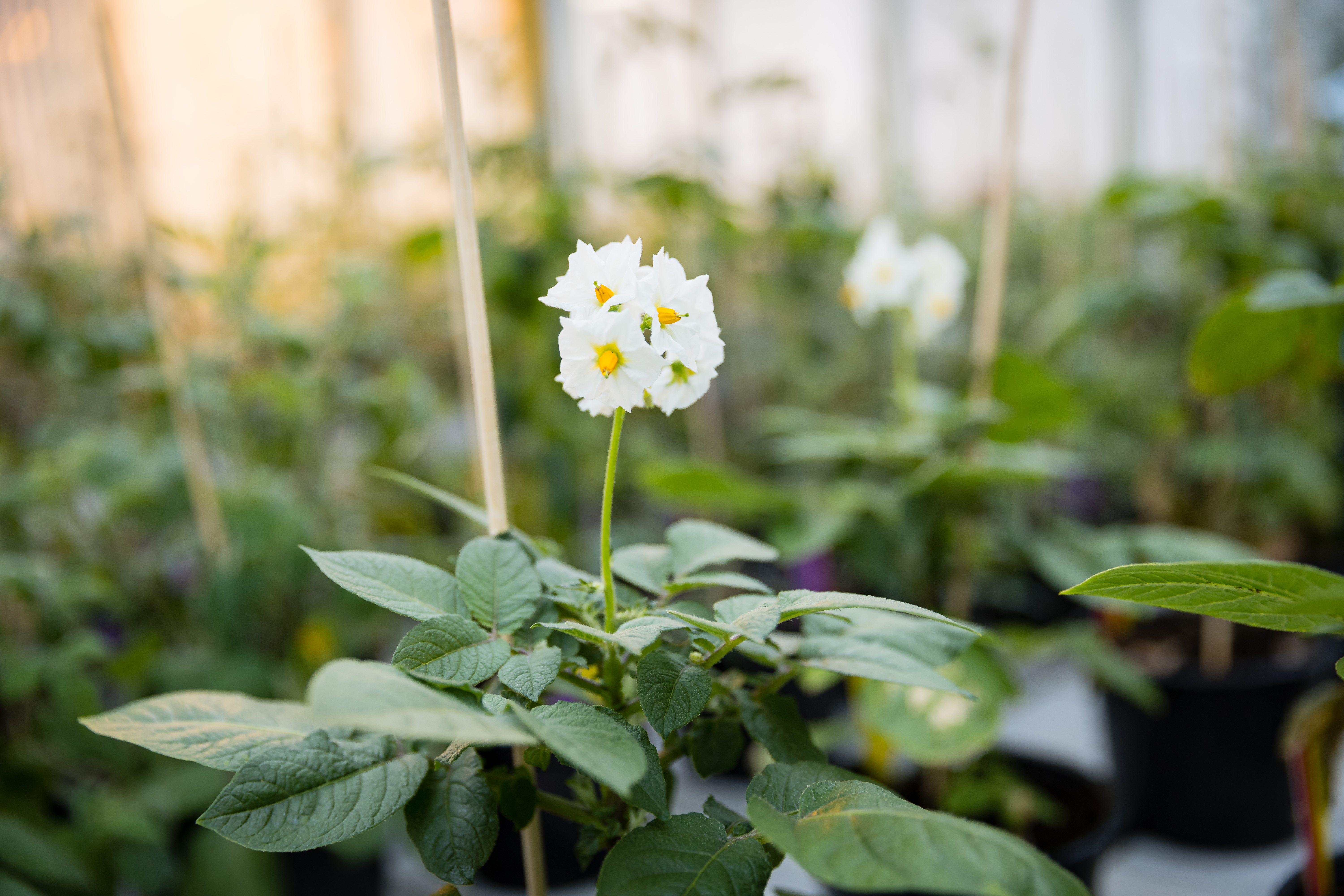 potato plants in a greenhouse; Photo: Tom Freudenberg/pict-images